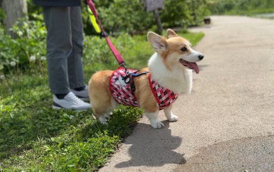 ちょっと妙高高原に