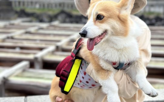 暑いので避暑地に行きたい