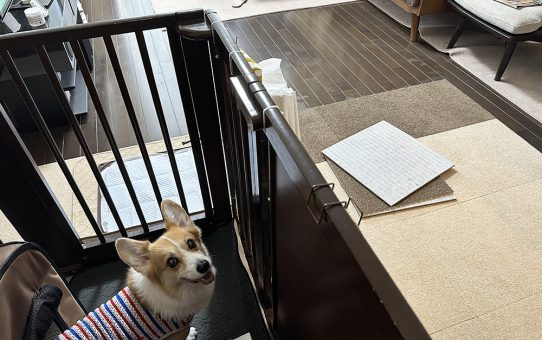 カーペット変更