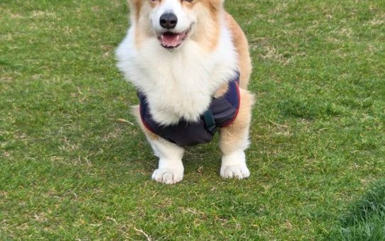 7歳になりました