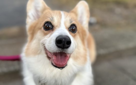暑くなってまいりました