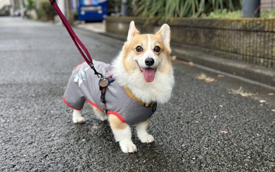 雨の時期の新アイテム