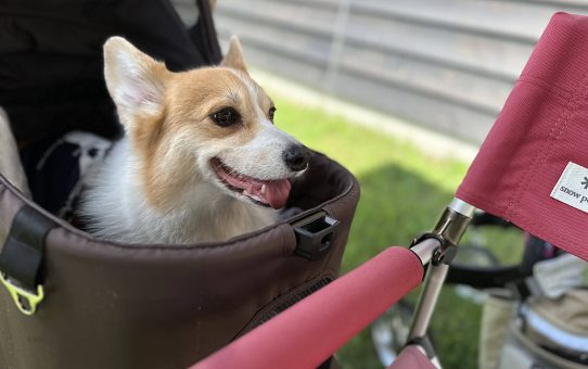 名匠の作品を見に行く